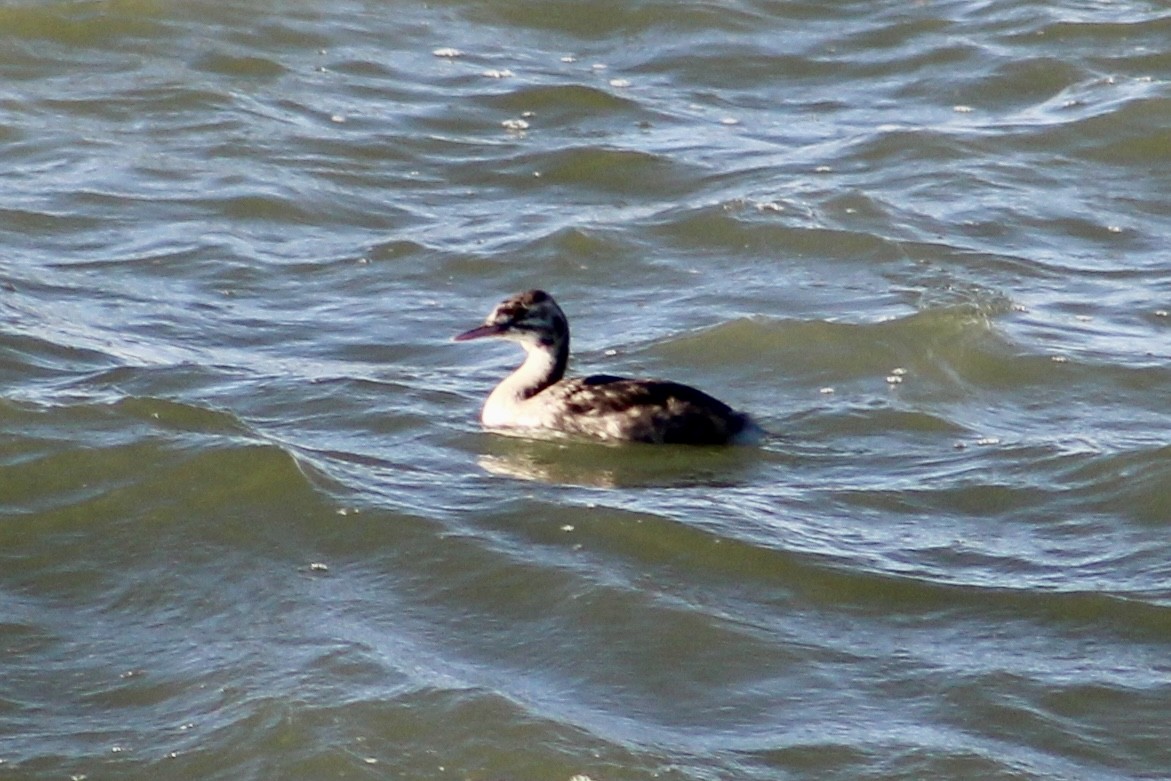 Great Crested Grebe - ML624298301