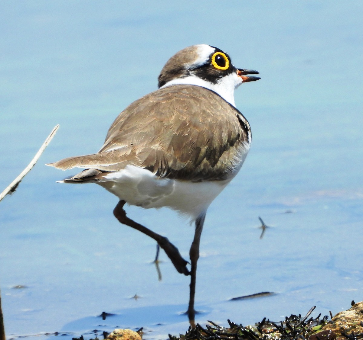 Little Ringed Plover - ML624298460