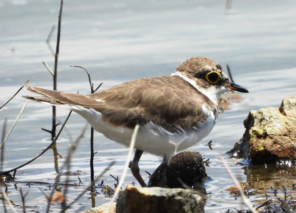 Little Ringed Plover - ML624298461