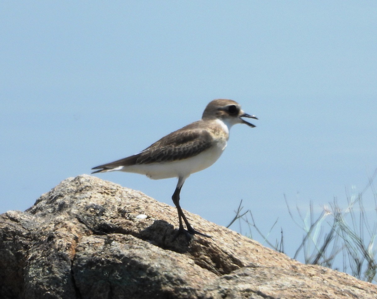 Tibetan Sand-Plover - ML624298494