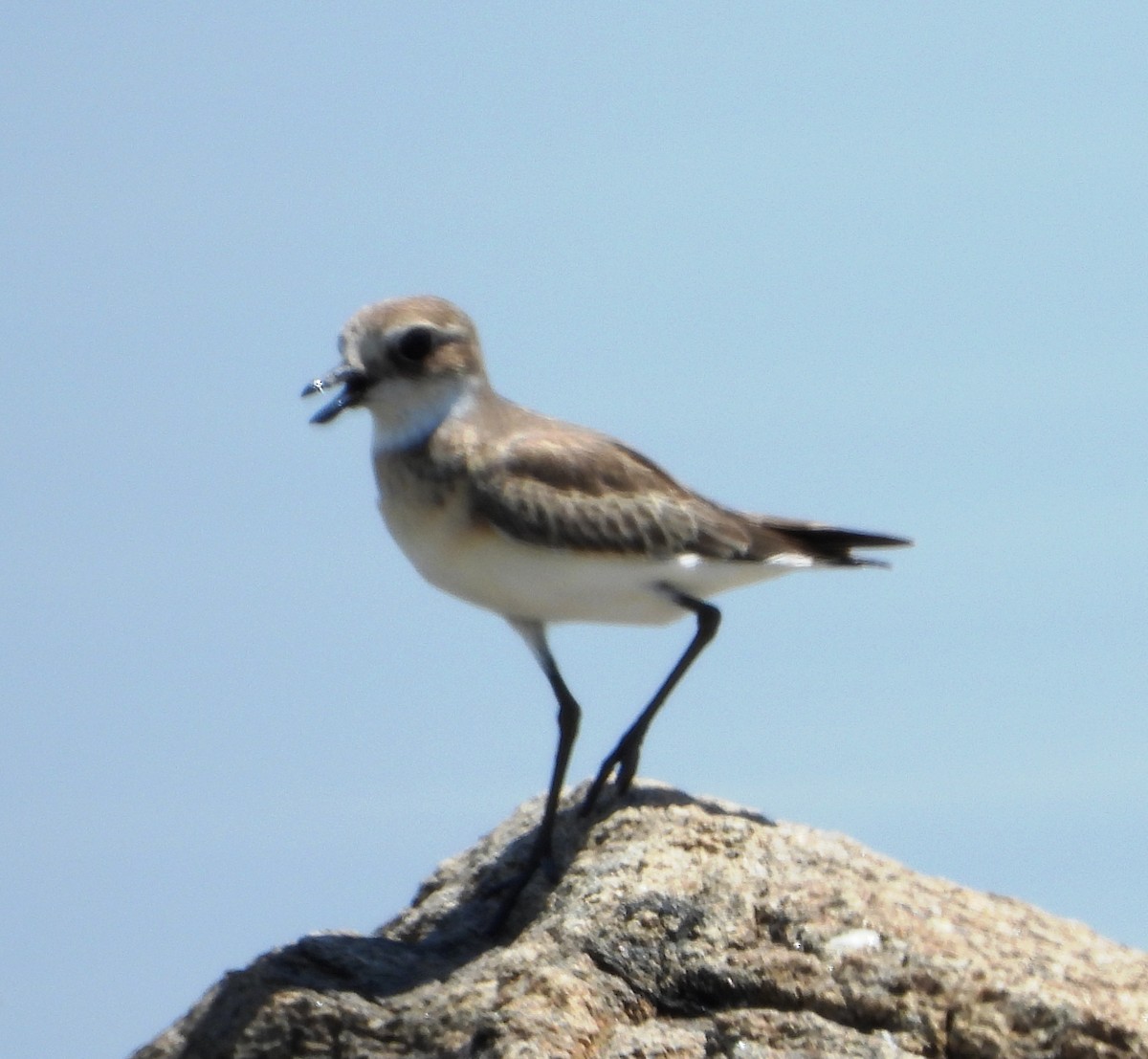 Tibetan Sand-Plover - ML624298597