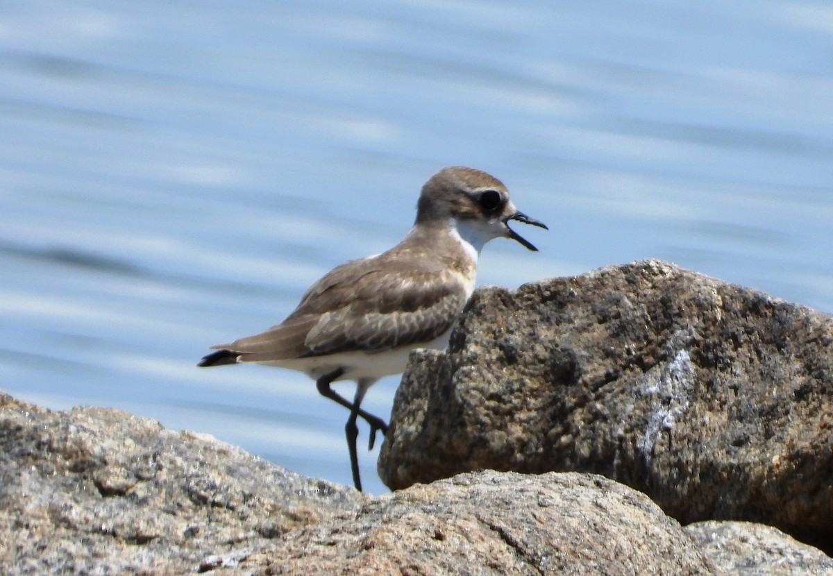 Tibetan Sand-Plover - ML624298598