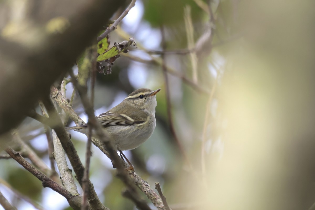 Yellow-browed Warbler - ML624298646