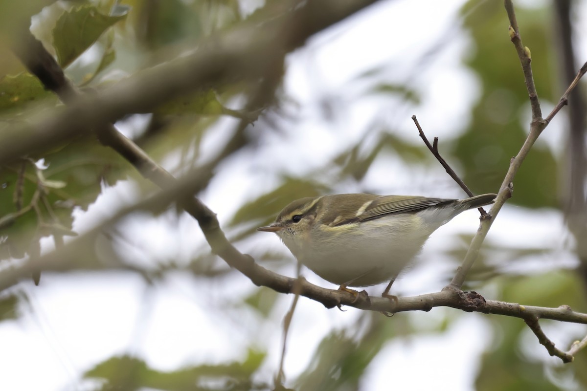 Yellow-browed Warbler - ML624298647