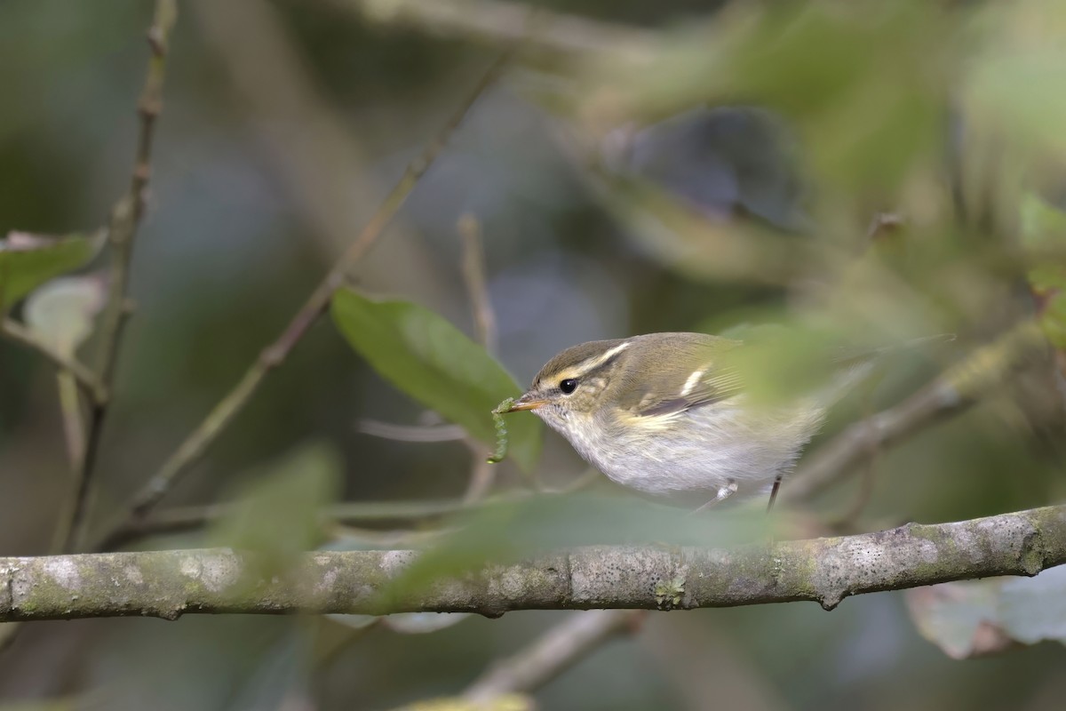 Yellow-browed Warbler - ML624298648