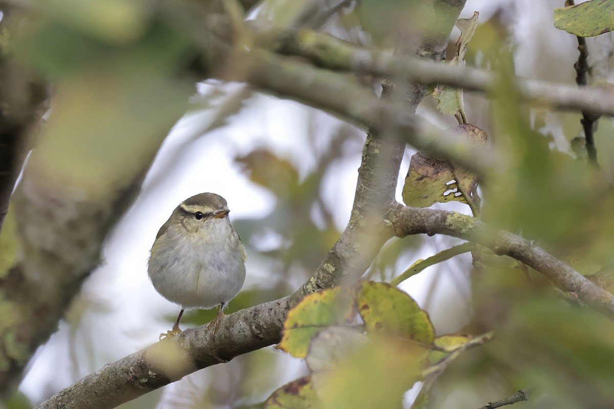 Yellow-browed Warbler - ML624298649