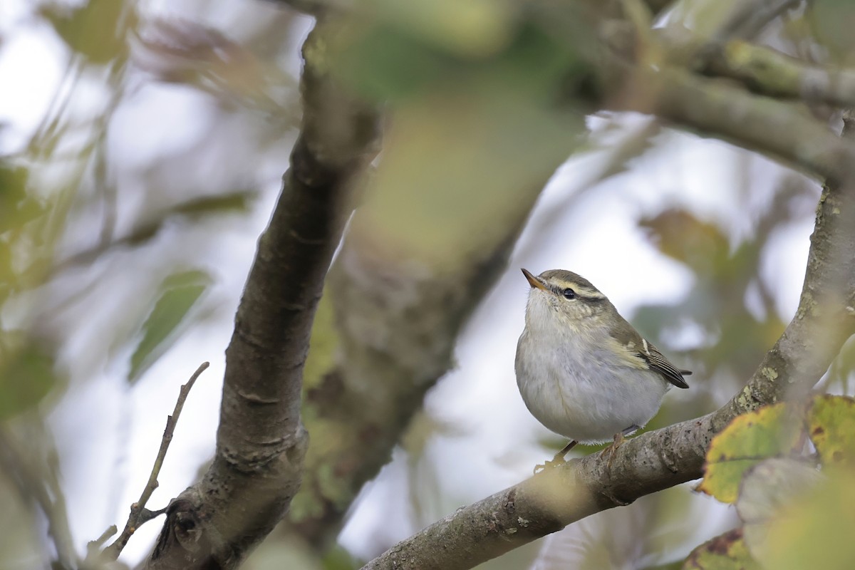 Yellow-browed Warbler - Daniel Branch