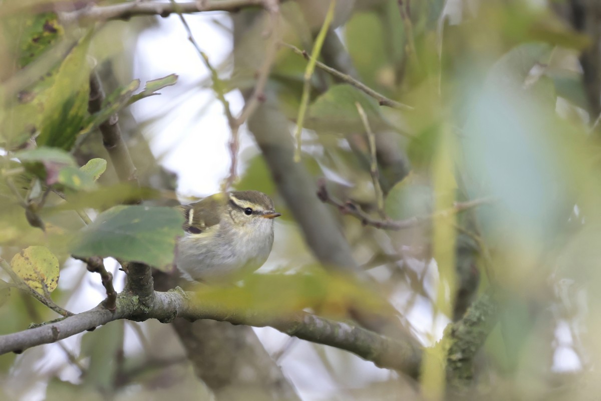 Yellow-browed Warbler - ML624298651