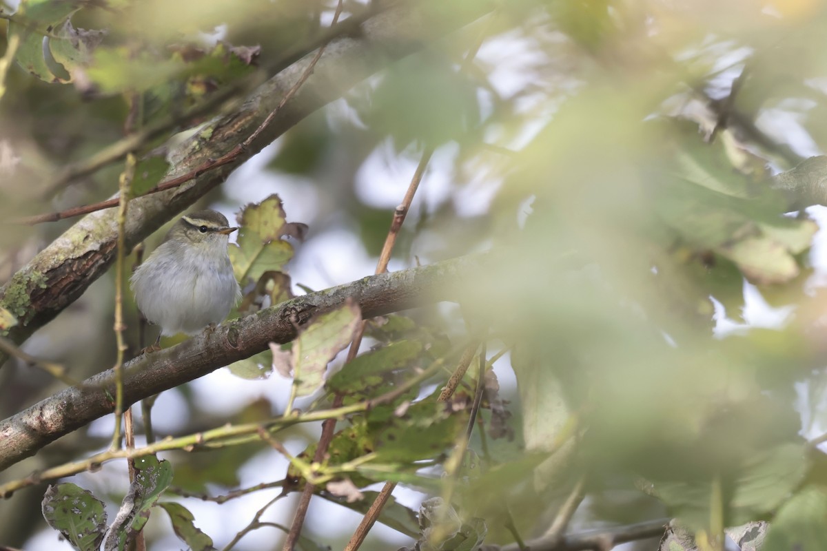 Yellow-browed Warbler - ML624298652