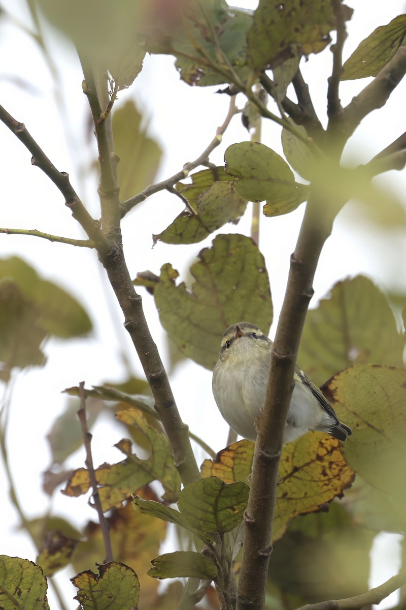 Yellow-browed Warbler - ML624298653