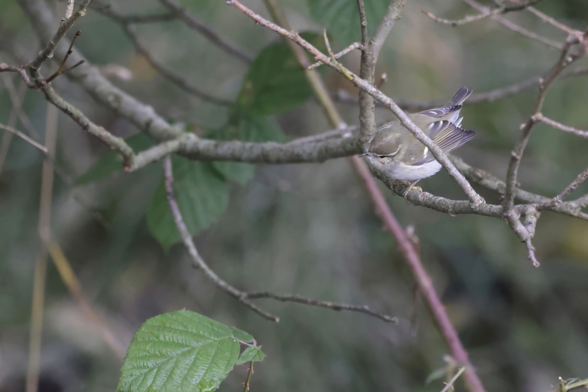 Yellow-browed Warbler - ML624298654