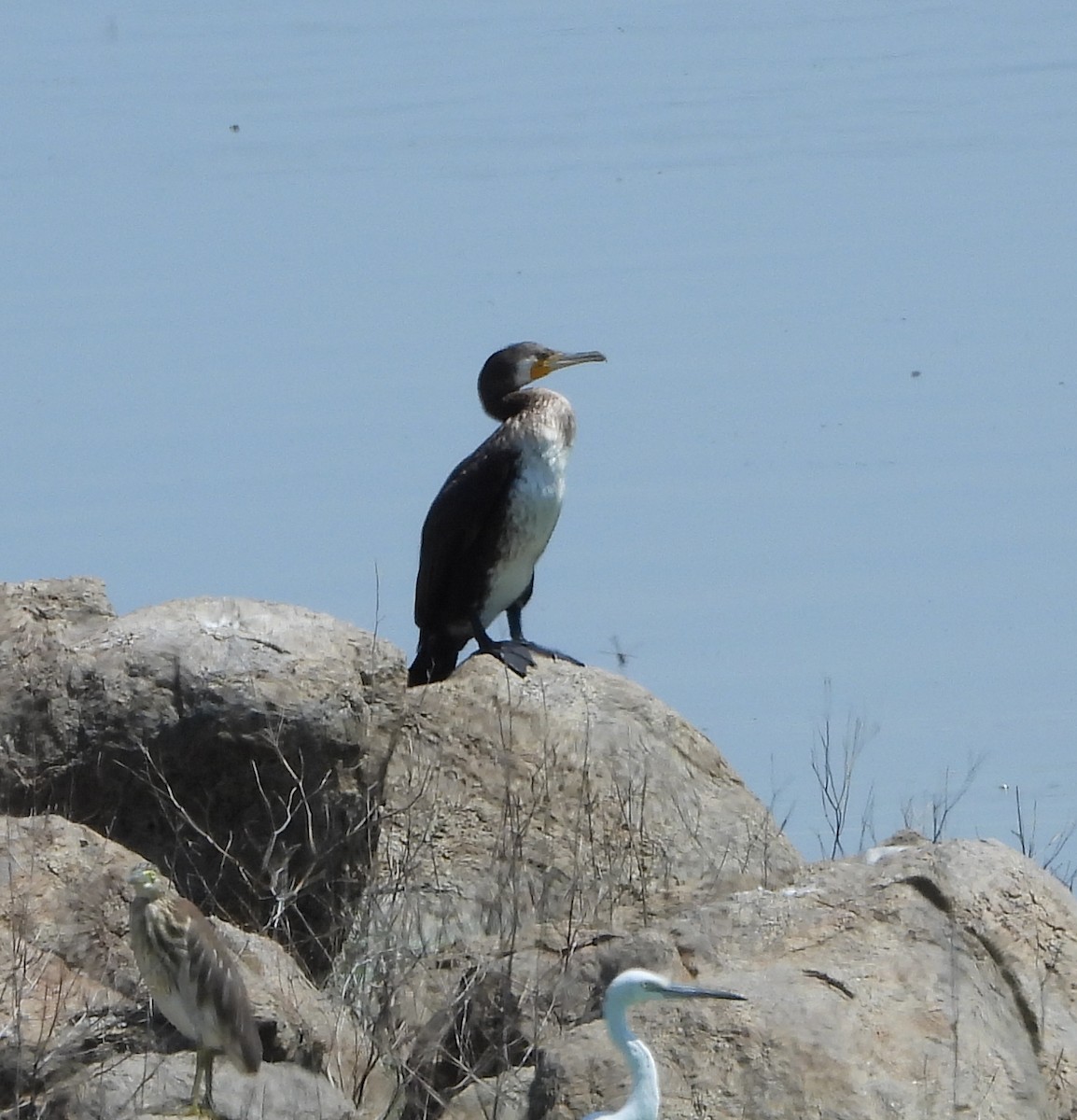 Great Cormorant - ML624298682