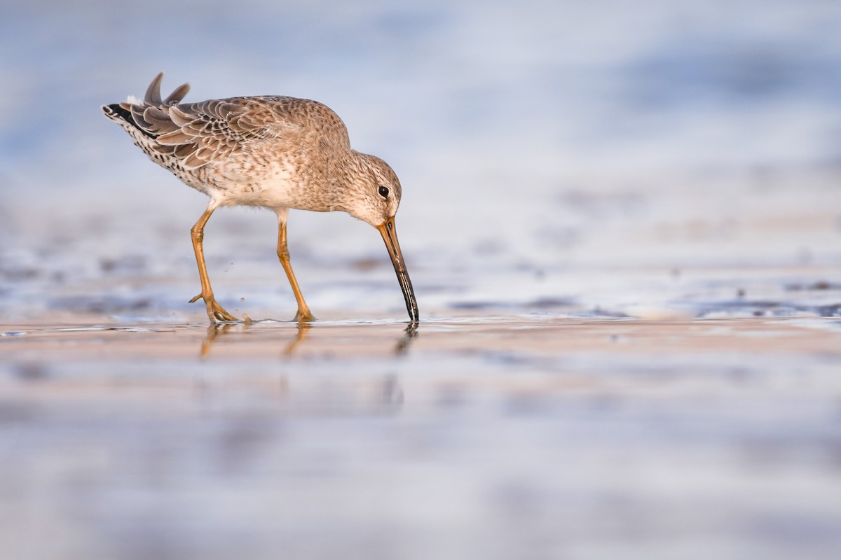 Short-billed Dowitcher - Mason Currier