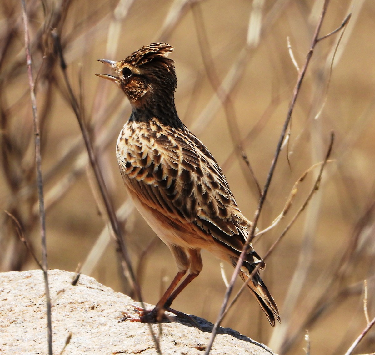 Oriental Skylark - ML624298688