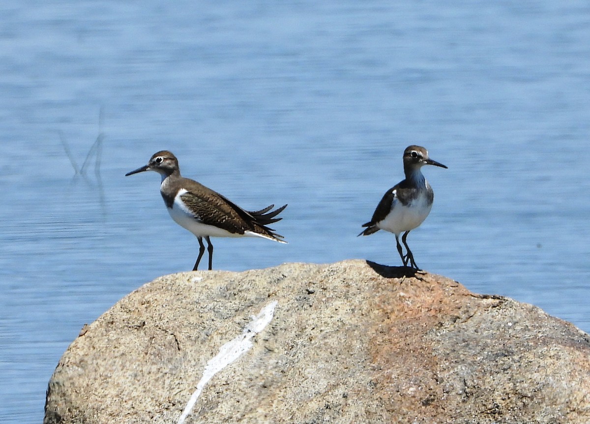 Common Sandpiper - ML624298710