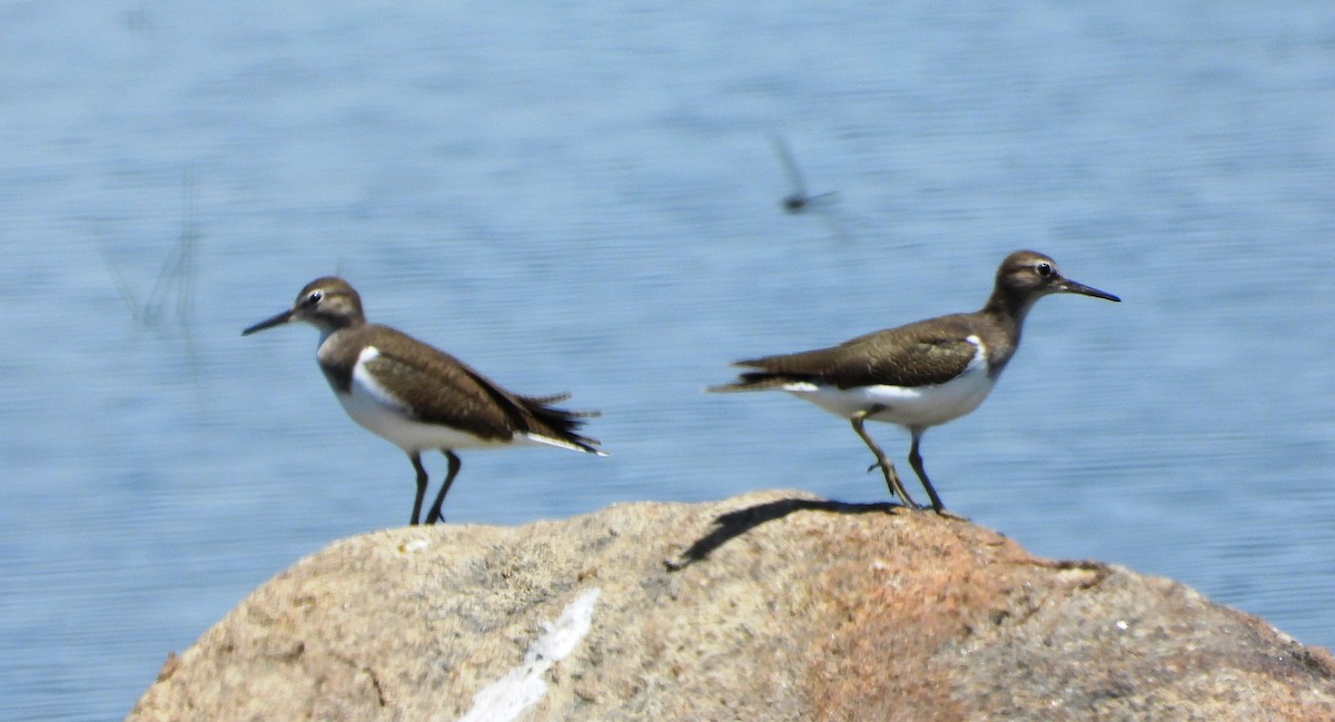 Common Sandpiper - ML624298715