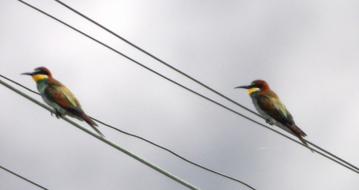 European Bee-eater - ML624298795