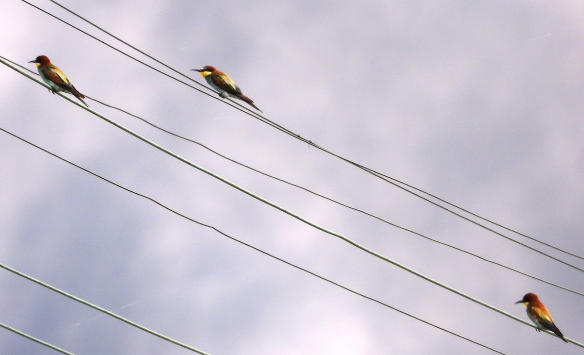 European Bee-eater - ML624298796