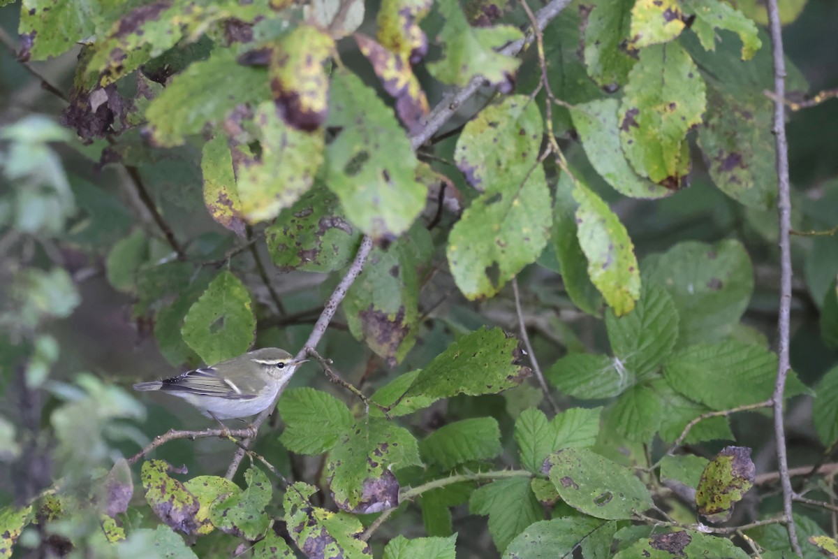 Yellow-browed Warbler - ML624298876