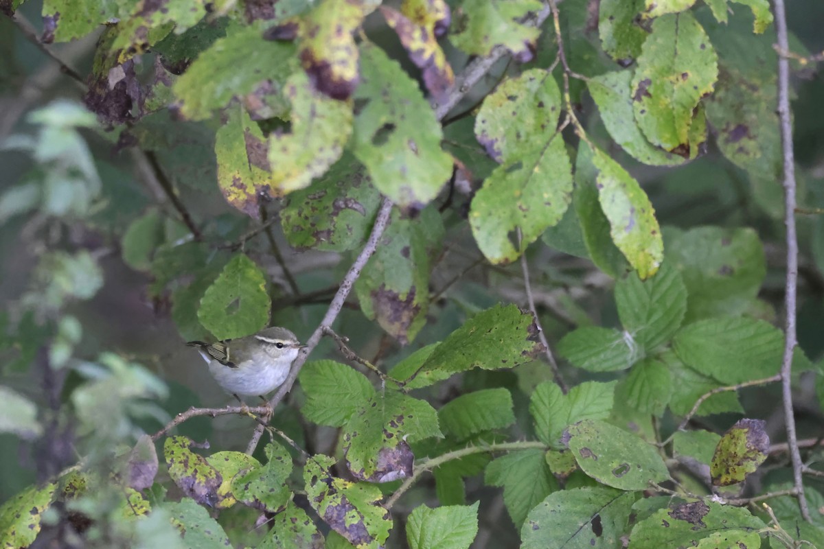 Yellow-browed Warbler - ML624298877