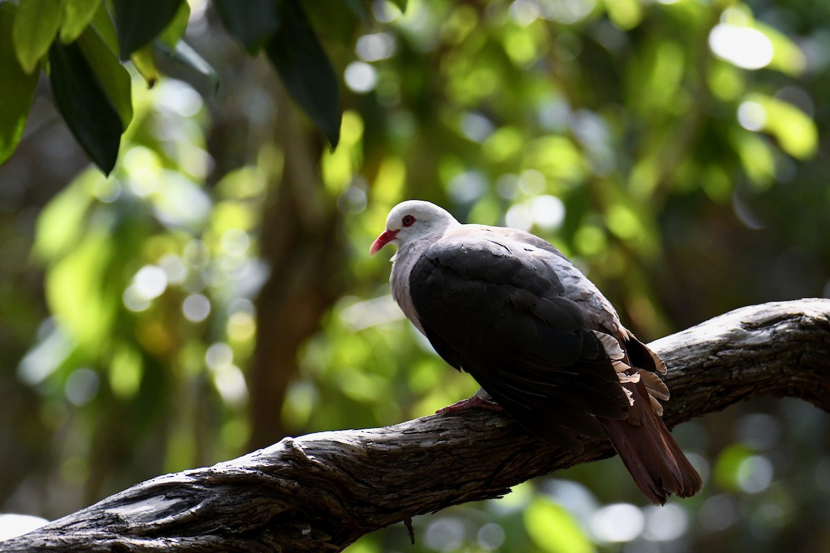 Pink Pigeon - ML624298878