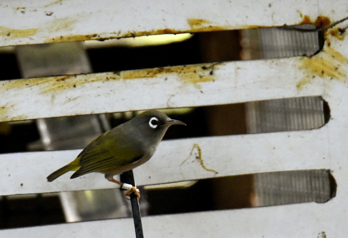 Mauritius White-eye - ML624298886