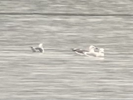 Lesser Black-backed Gull - ML624298899