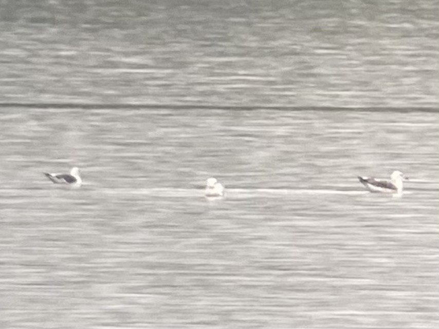 Lesser Black-backed Gull - ML624298900