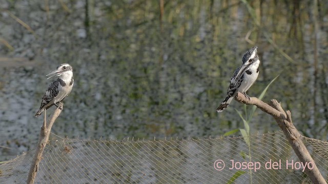 Pied Kingfisher - ML624298909