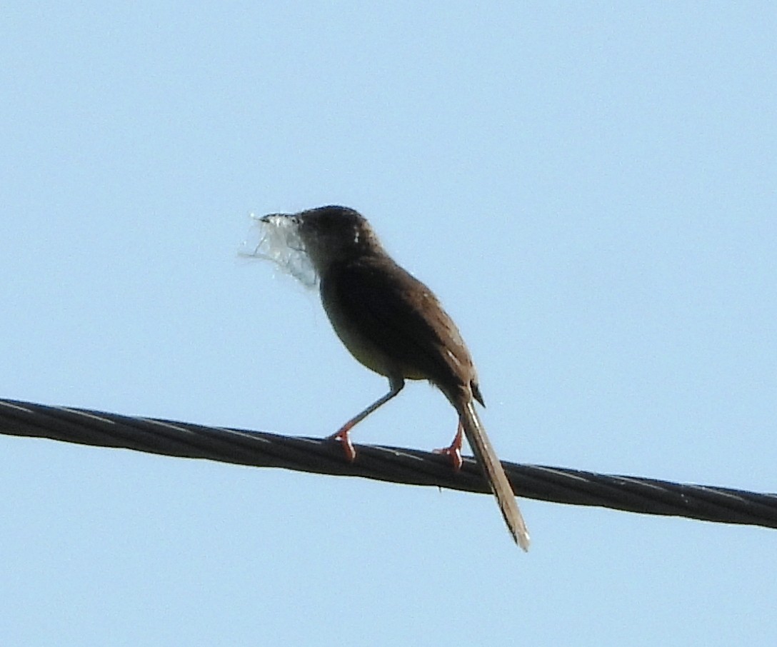 Jungle Prinia - ML624298911