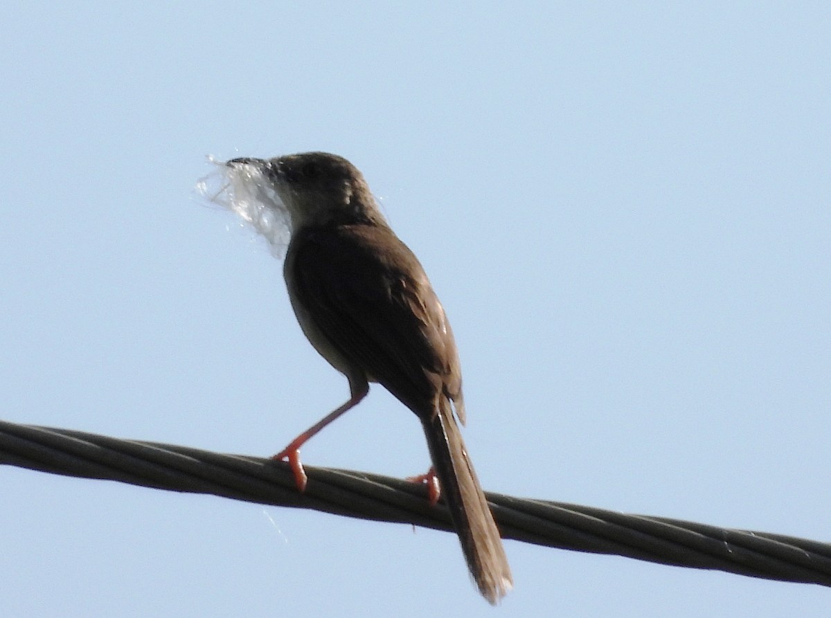 Jungle Prinia - ML624298912