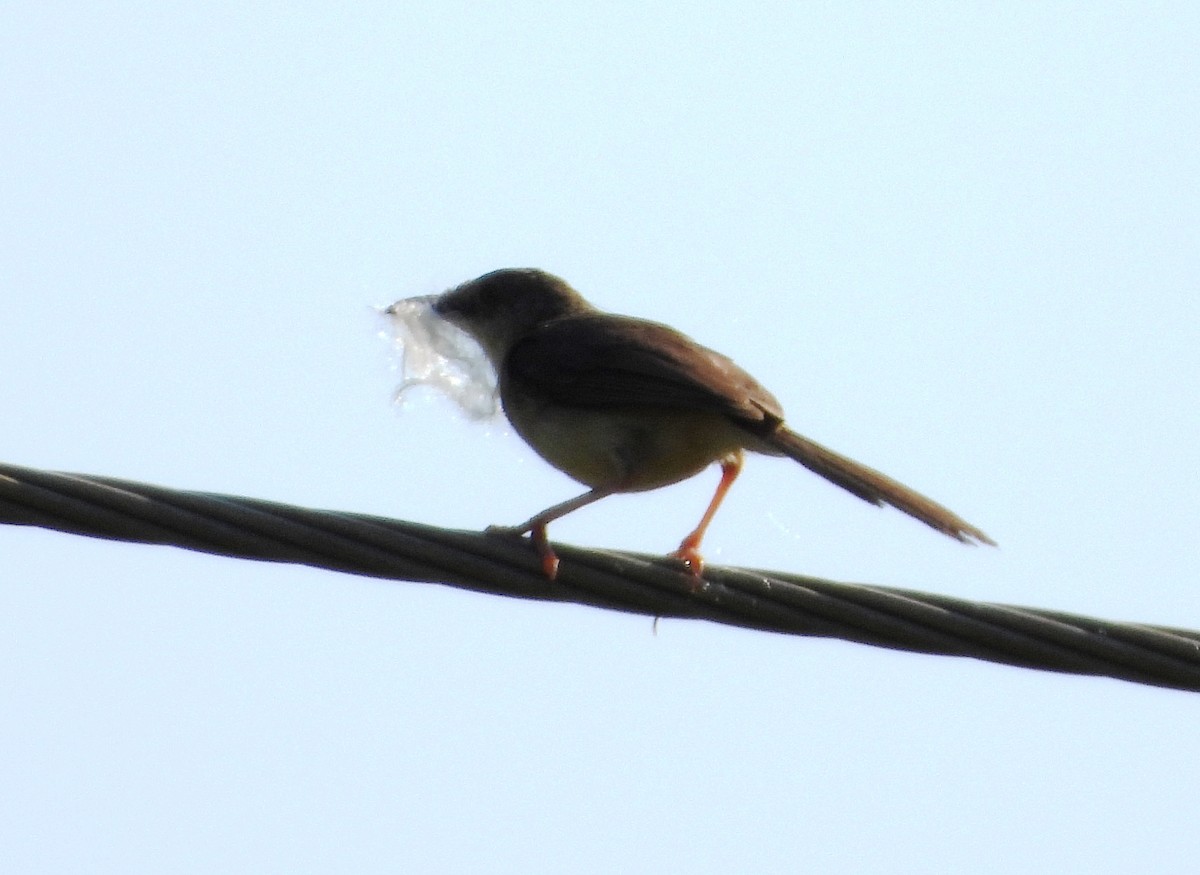 Jungle Prinia - ML624298913