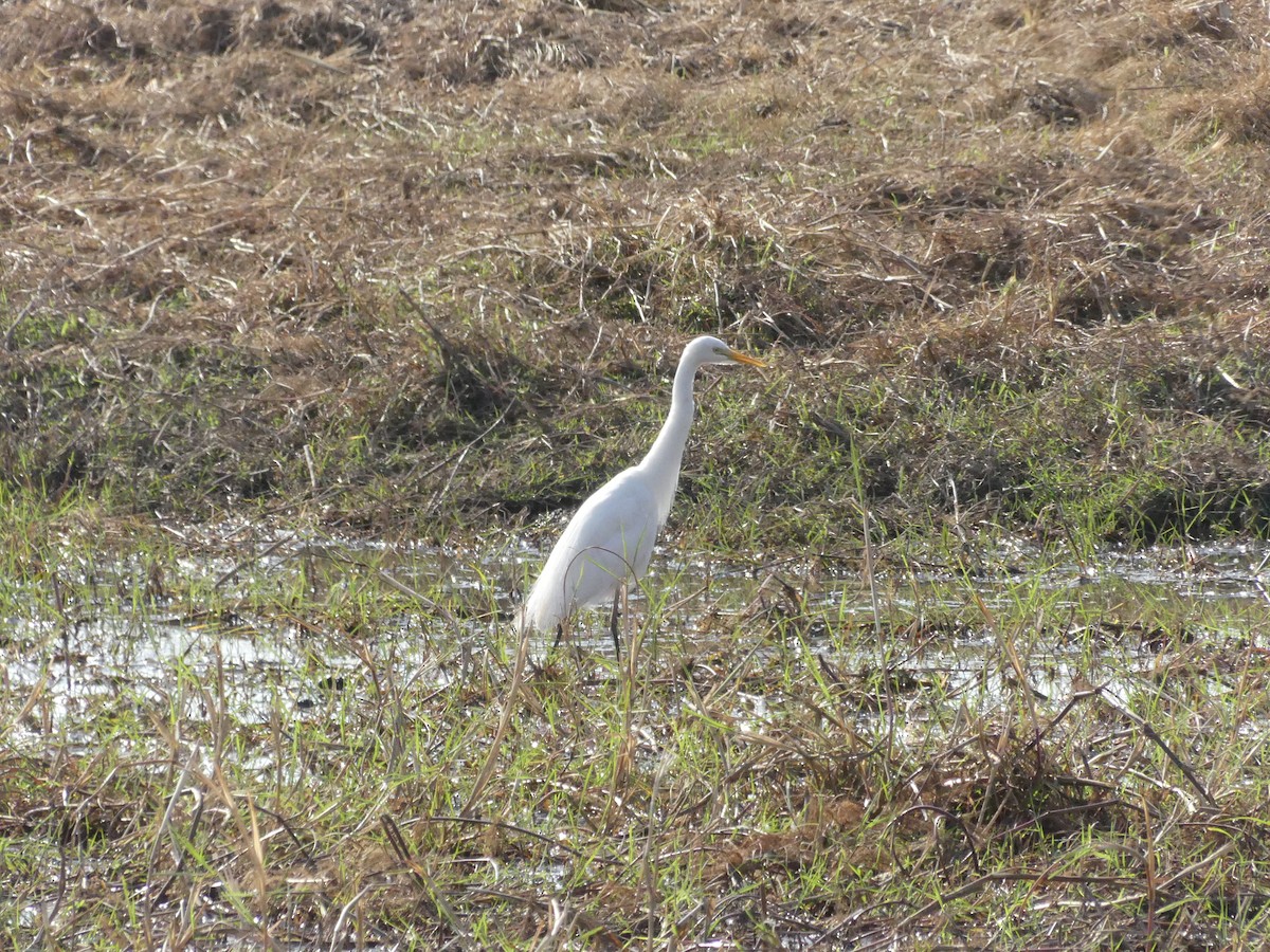 Yellow-billed Egret - ML624298917