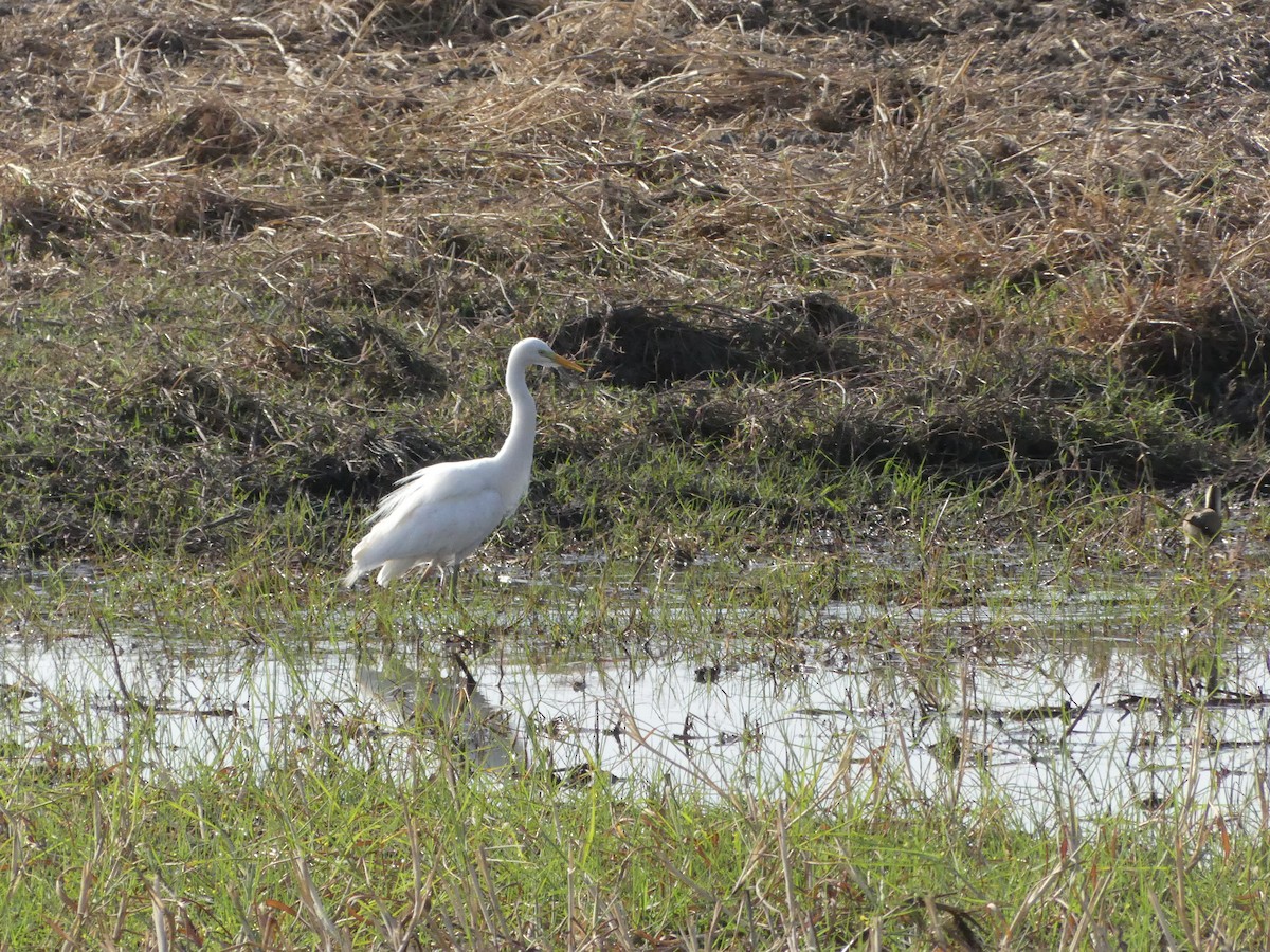 Yellow-billed Egret - Guy RUFRAY