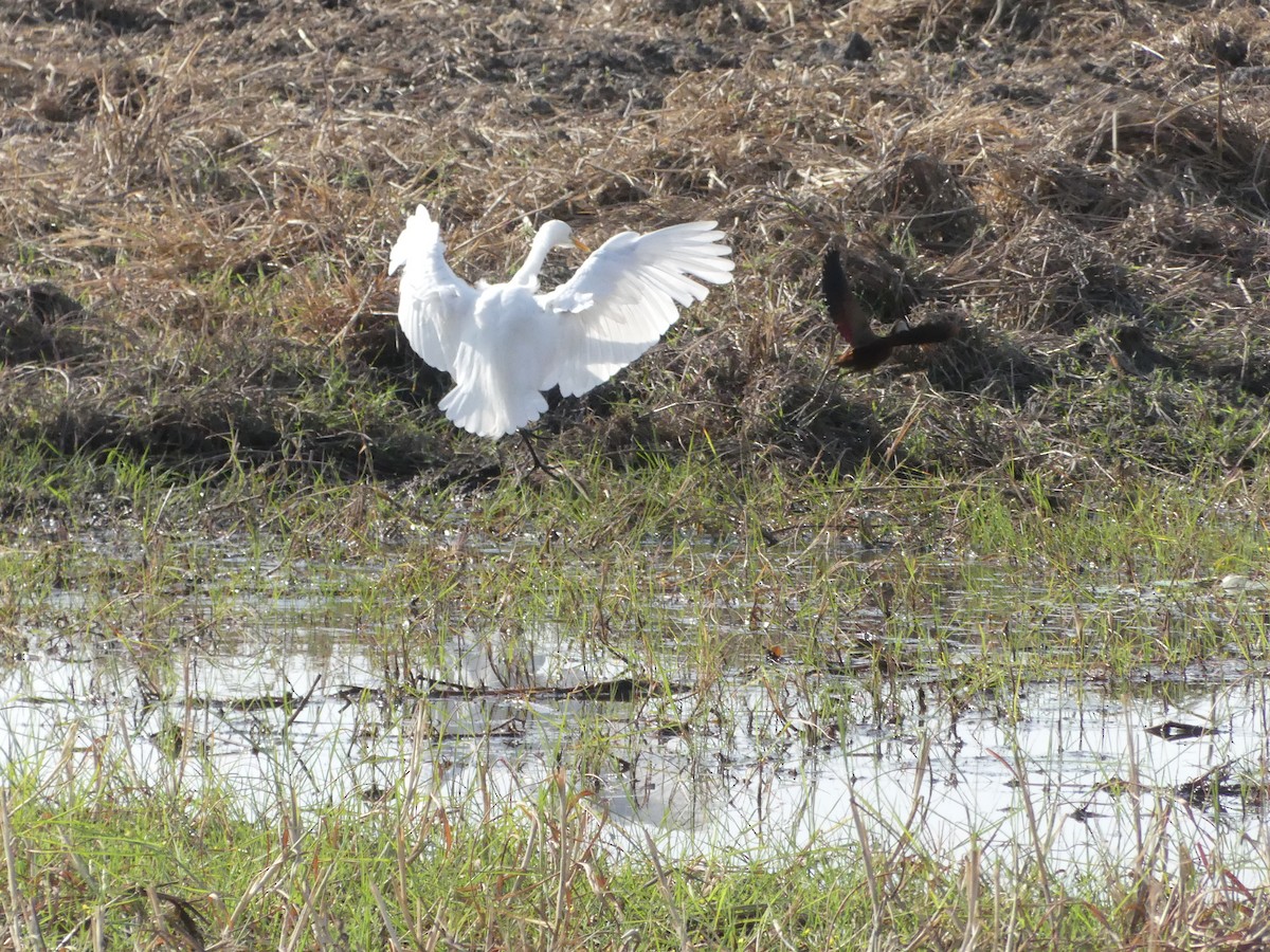 Yellow-billed Egret - ML624298919