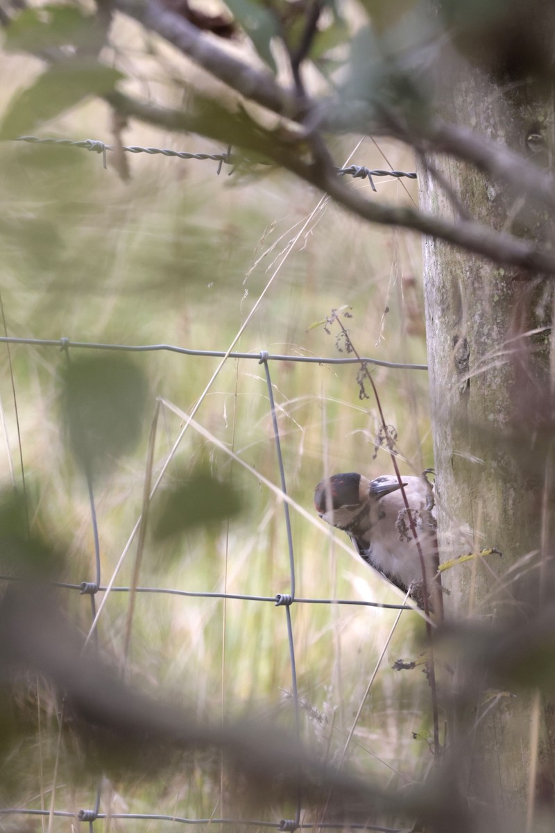 Great Spotted Woodpecker (Great Spotted) - ML624298921