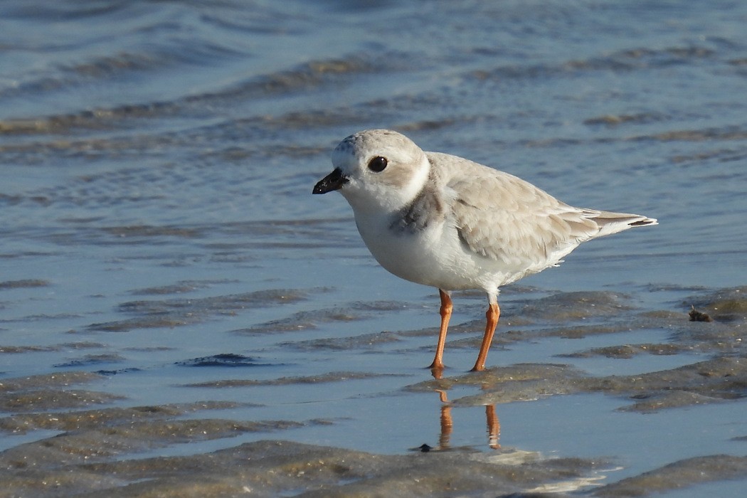 Piping Plover - ML624299003