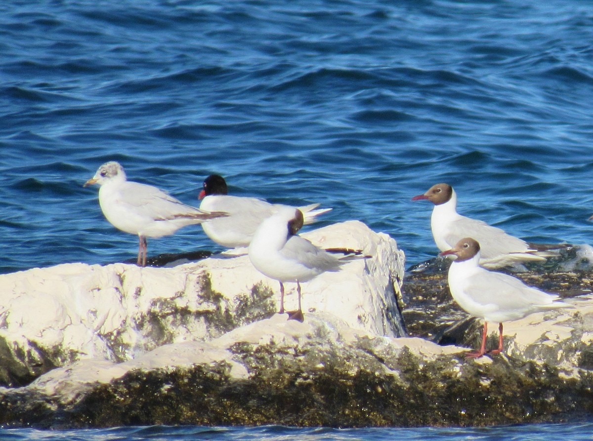 Black-headed Gull - ML624299084