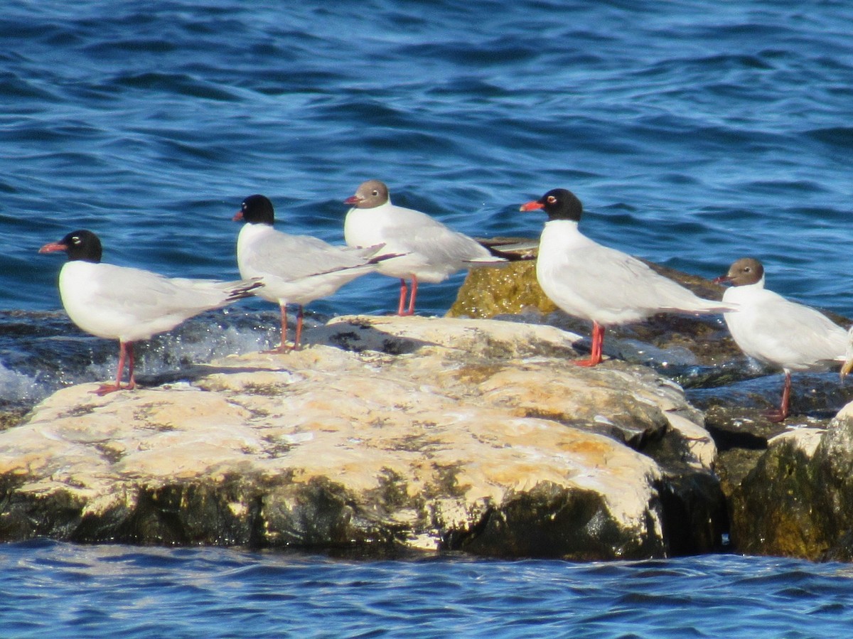 Black-headed Gull - ML624299085