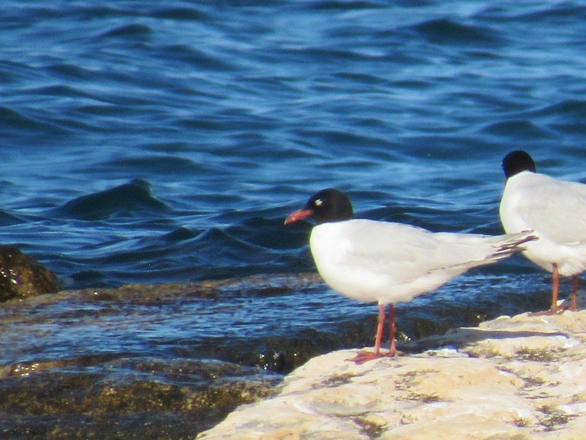 Mediterranean Gull - ML624299139