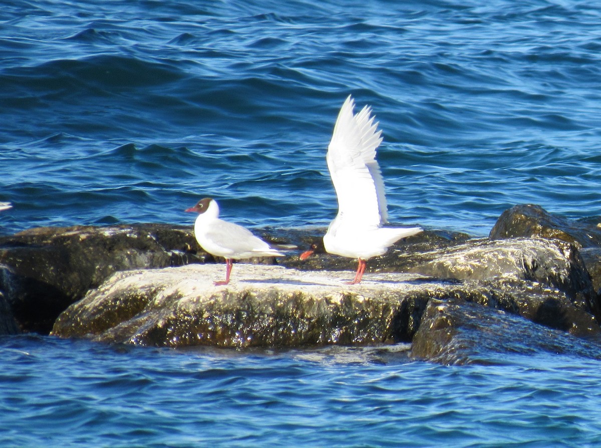 Mediterranean Gull - ML624299140