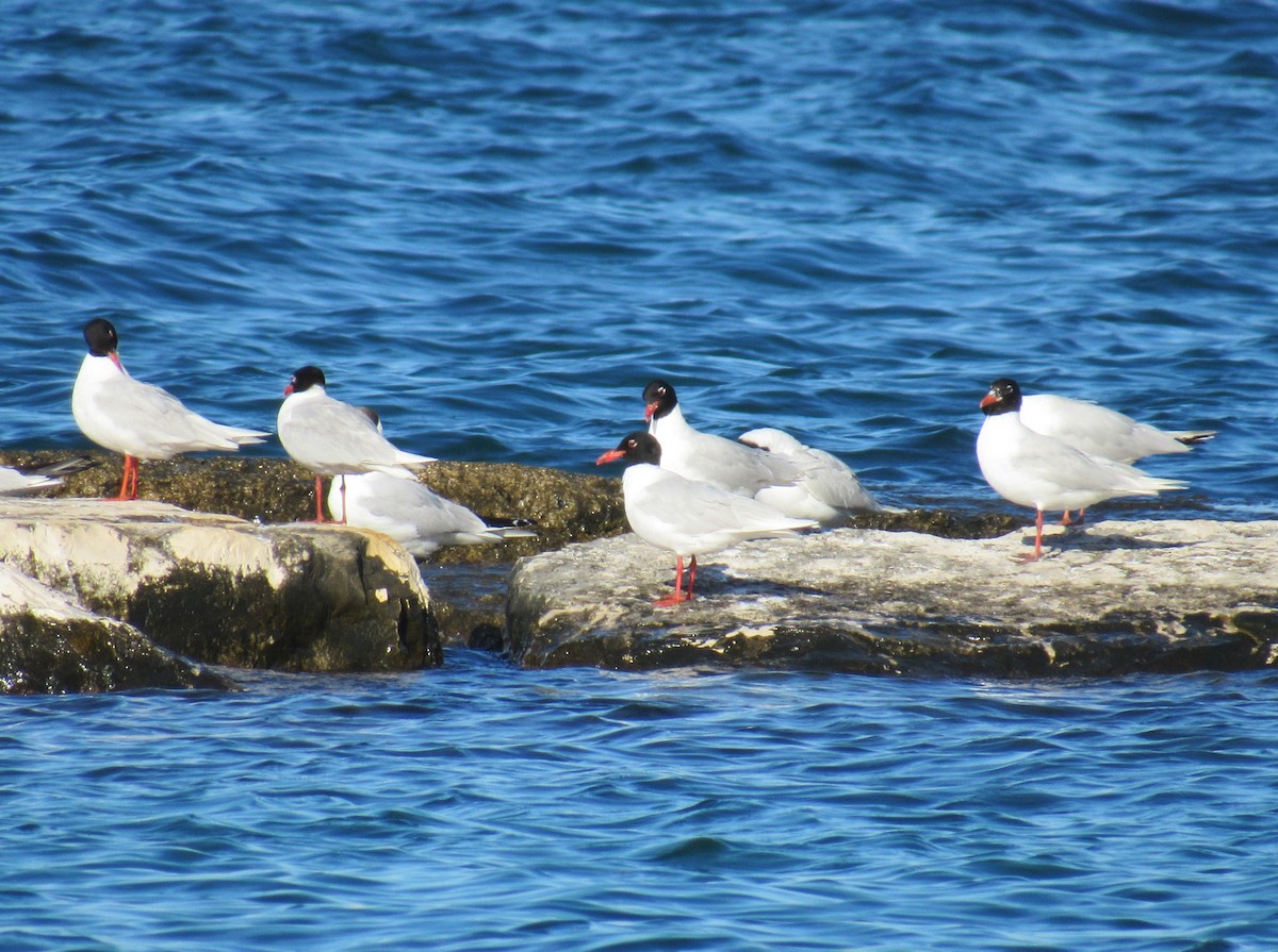 Mediterranean Gull - ML624299141