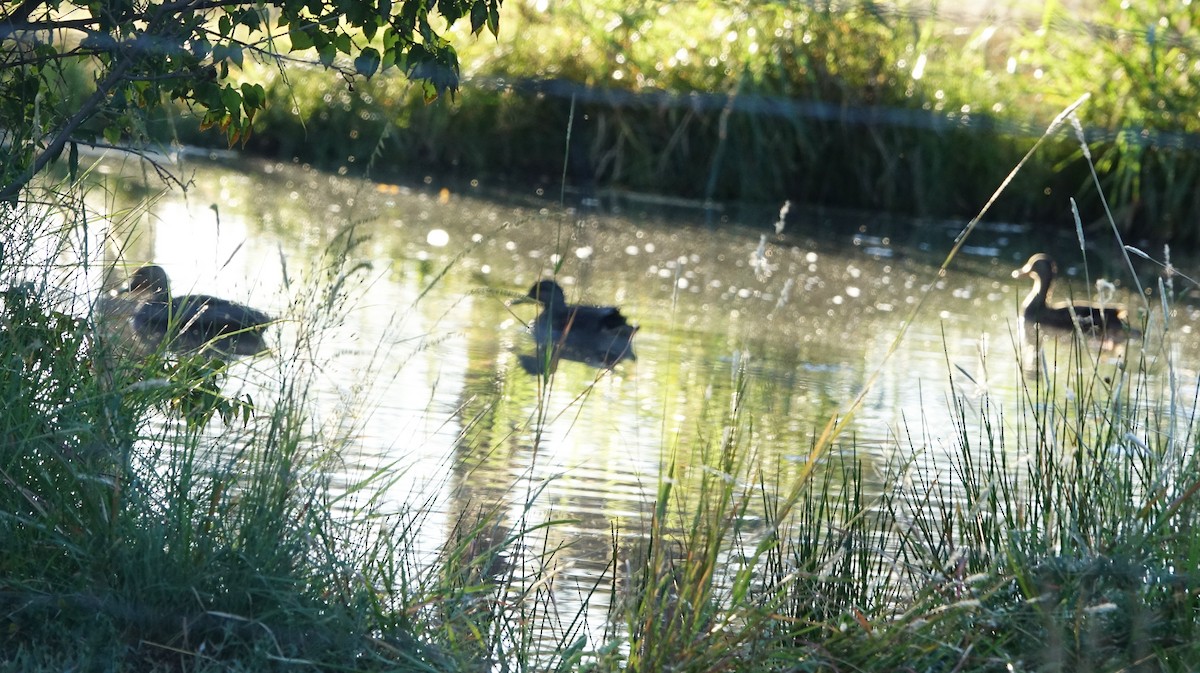 Mexican Duck - ML624299205