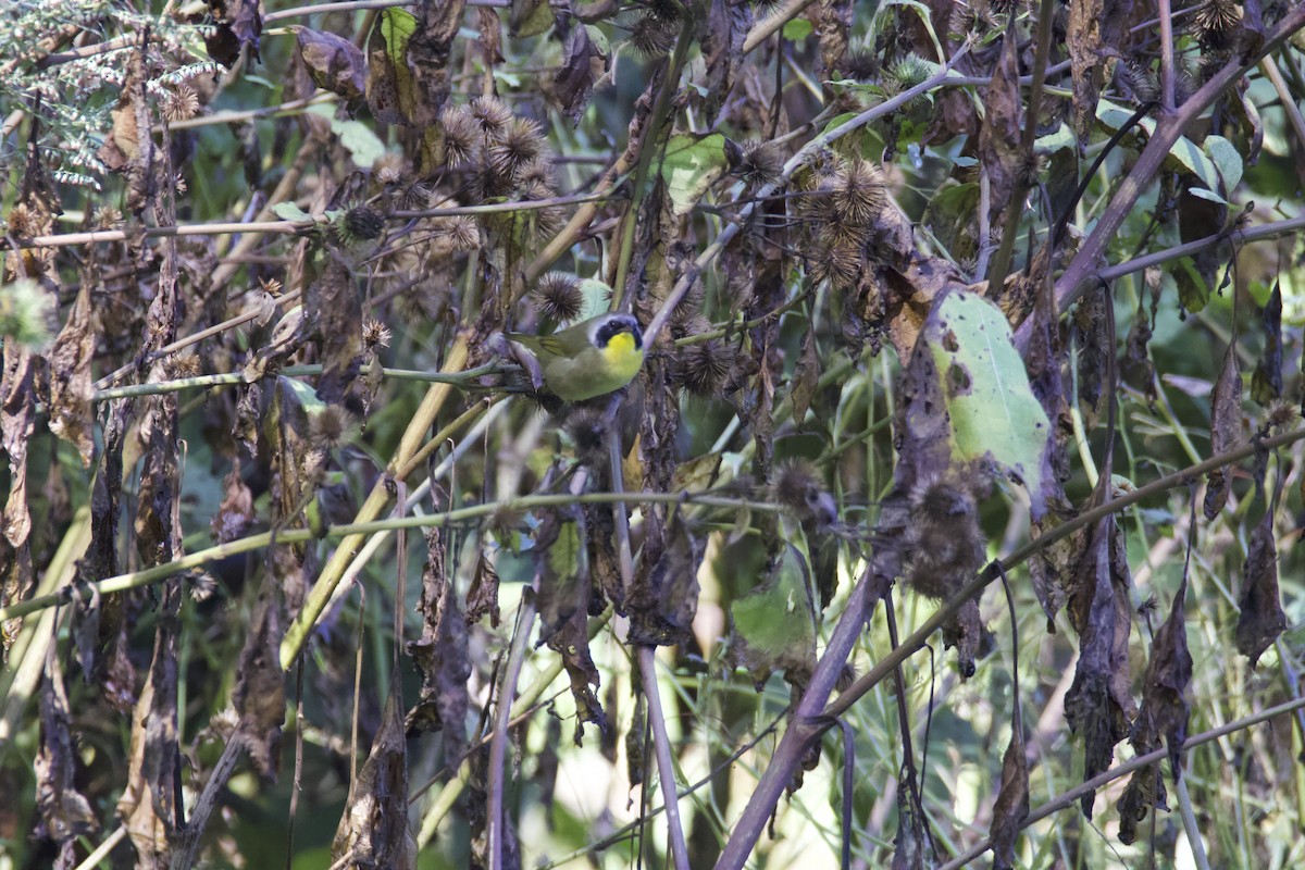 Paruline masquée - ML624299230