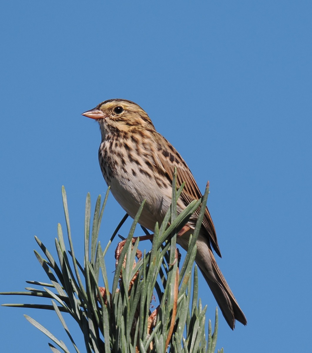 Savannah Sparrow - ML624299235