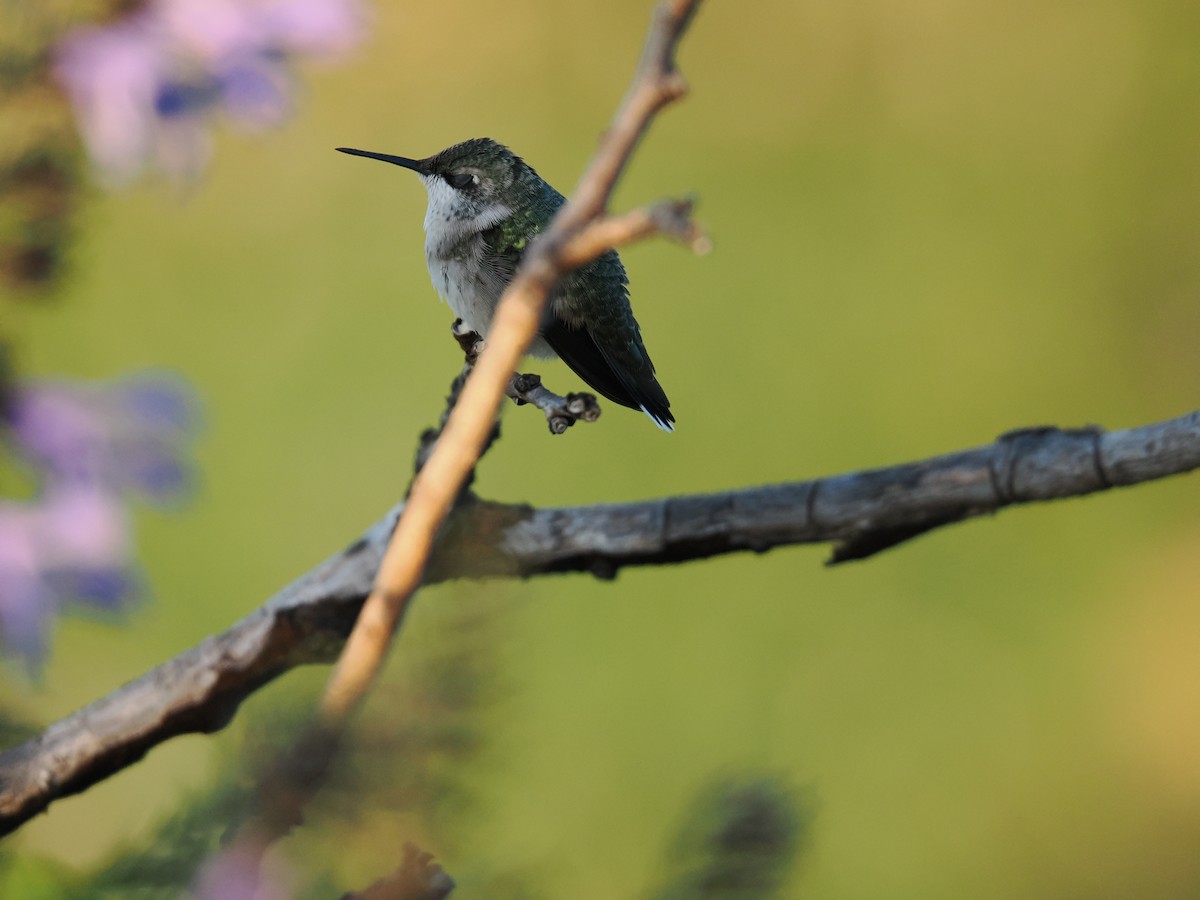 Ruby-throated Hummingbird - ML624299304