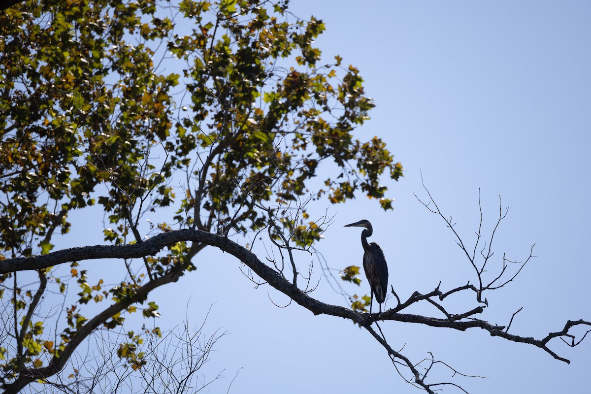 Garza Azulada - ML624299306