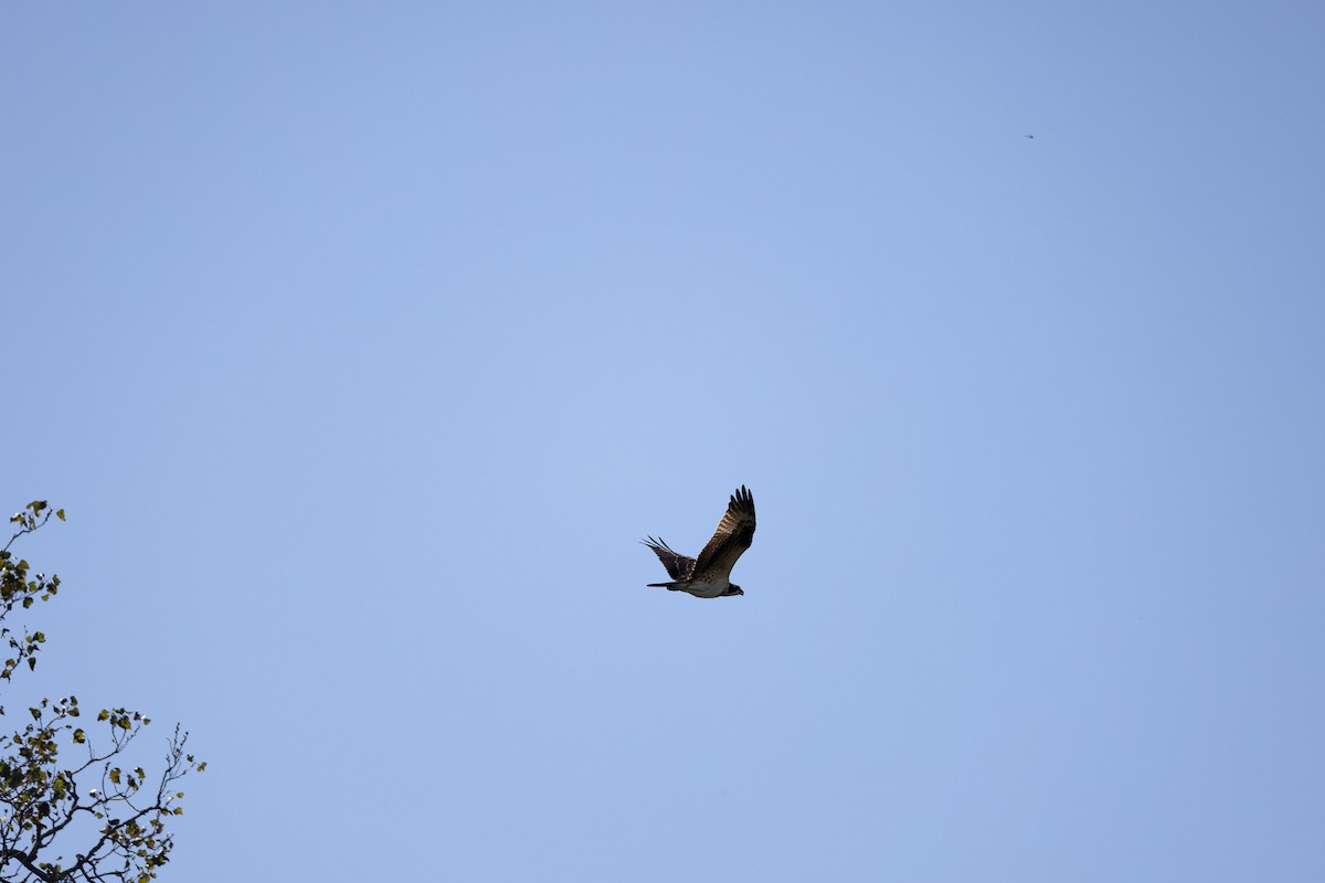 Águila Pescadora - ML624299331