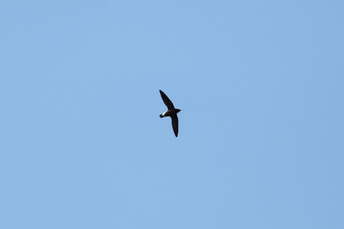 Brown-backed Needletail - ML624299368