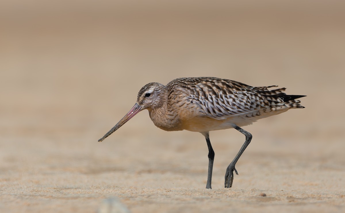 Bar-tailed Godwit - ML624299475